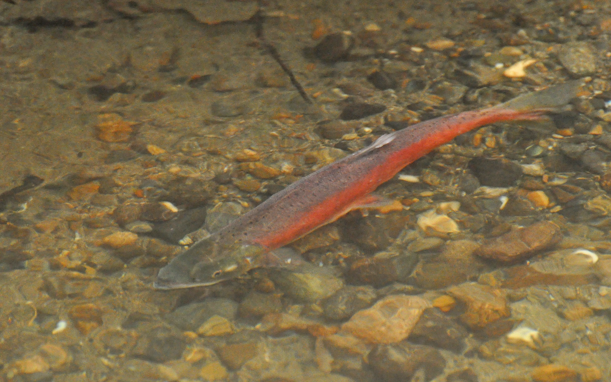 a fish in the water with rocks and gravel underneath it