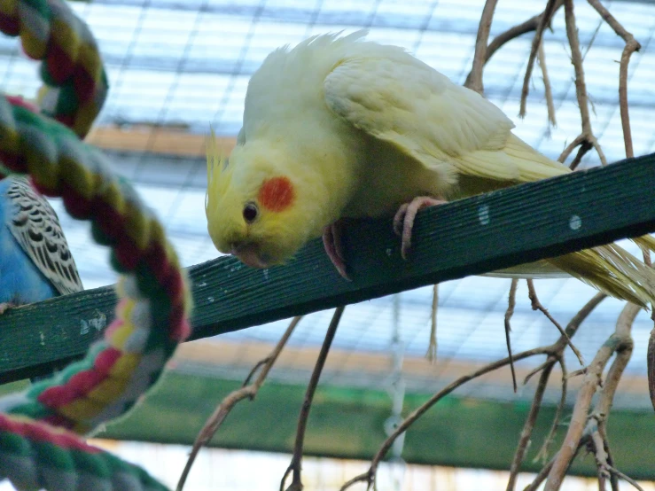 a bird that is standing on top of a fence