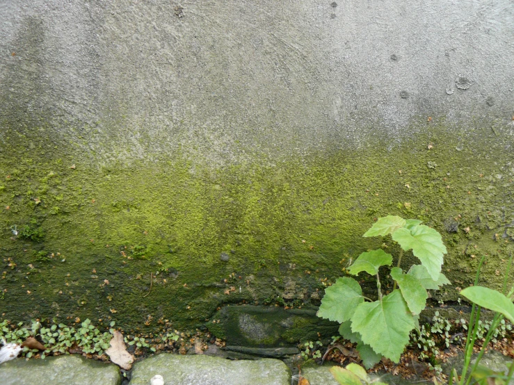 the green plants are growing against a cement wall