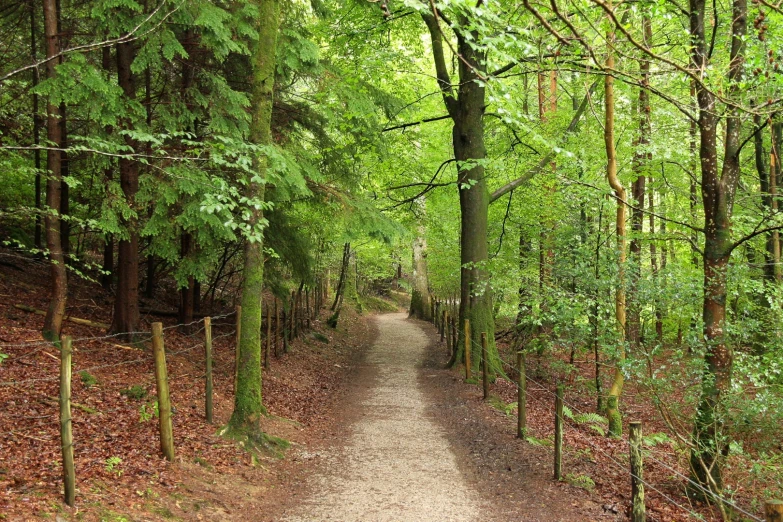 a trail through the woods in a clearing