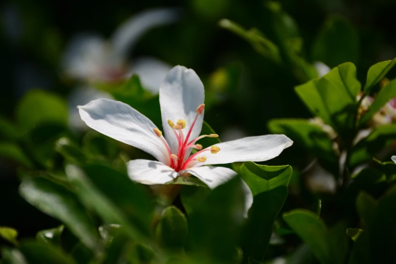 a close up of white flowers on some green plants