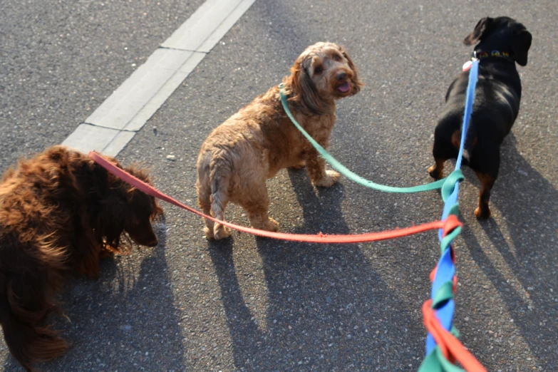 three dogs walking down the street wearing leashes