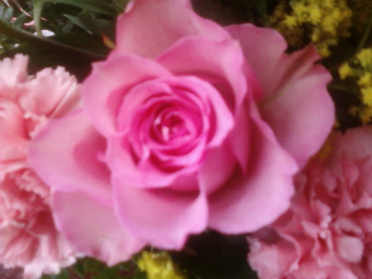 a close up of pink flowers with yellow flowers behind it