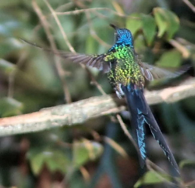 the colorful bird is on the tree nch