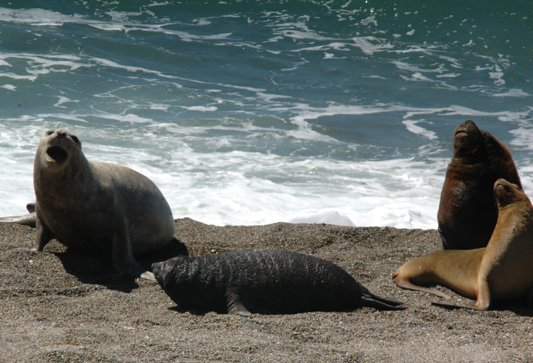 a group of sea lions at the shore