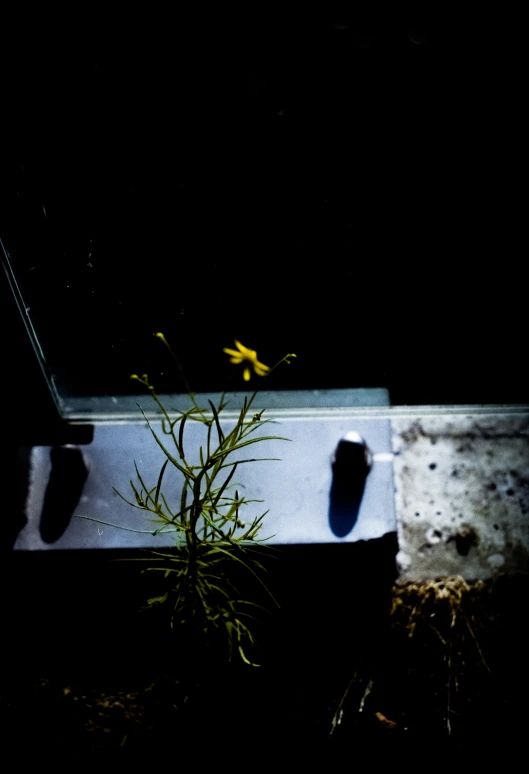 a plant with some yellow flowers growing in it