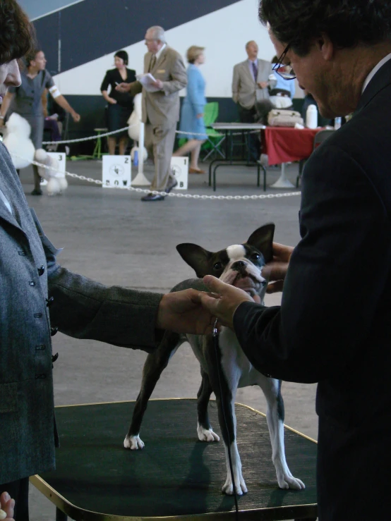 a dog is being handed by its owner