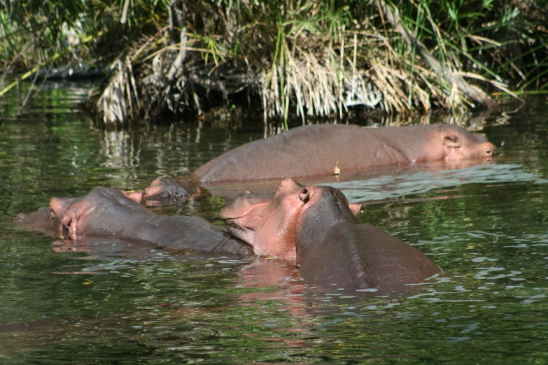 two hippos are swimming in some water