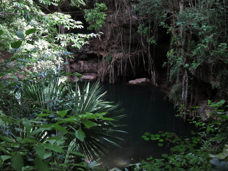 a dark cave surrounded by trees and plants