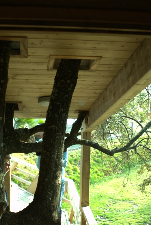 a tree that is under the roof of a building