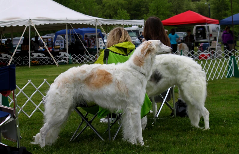 two dogs in chairs at a show on the grass