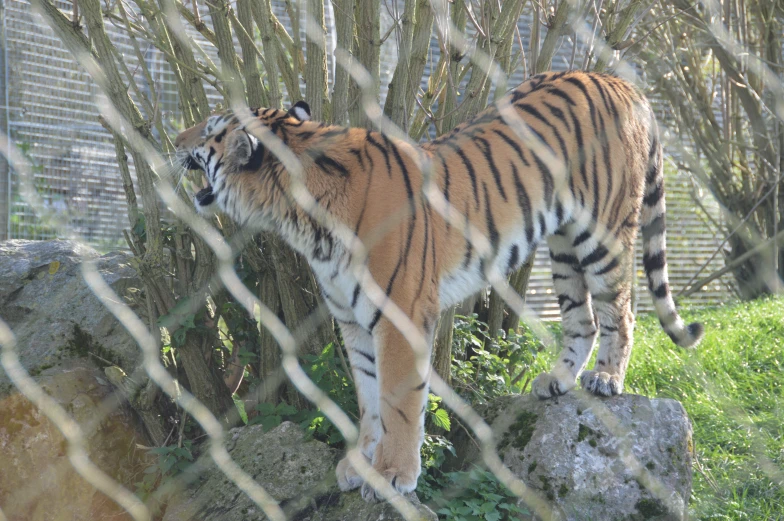 a tiger behind a fence on a rocky ledge