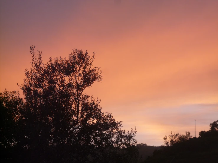 the sunset behind the trees is dark and cloudy