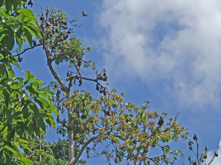 a bunch of birds perched on top of a tree