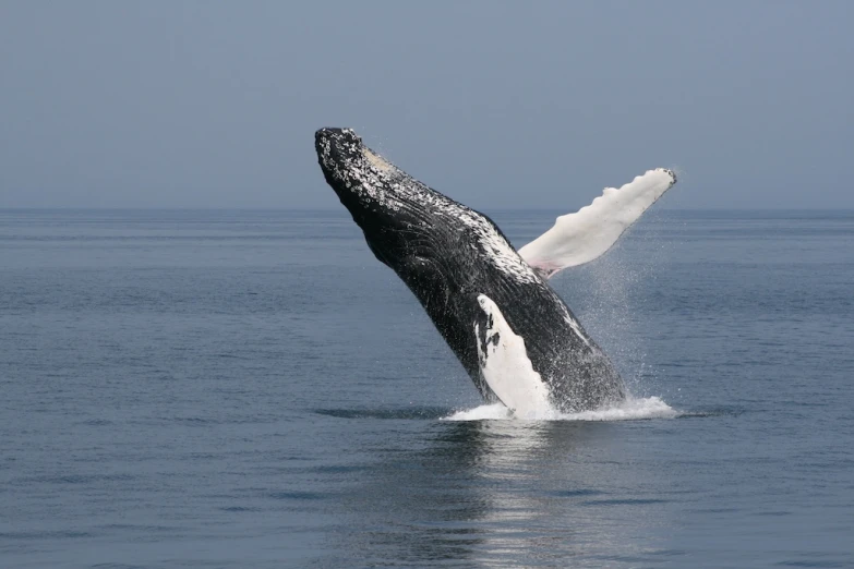 a humpback whale jumps out of the water