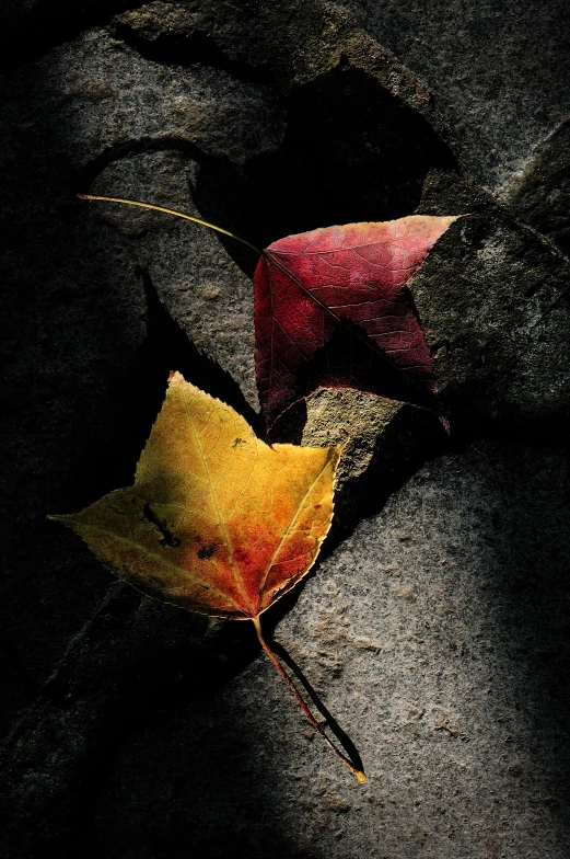 two leaves are laying on a black surface