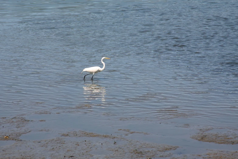 a goose standing in shallow water on a beach