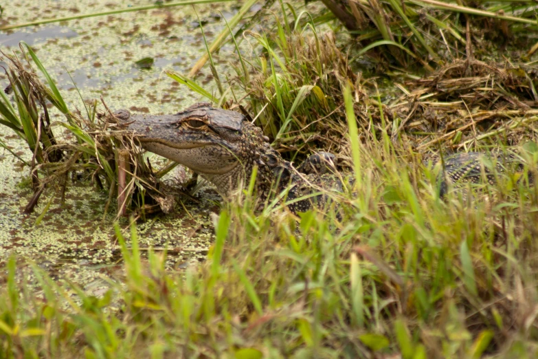 the alligator is sitting in the water covered with plants