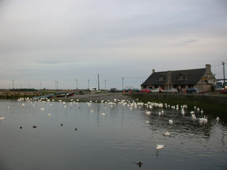 geese floating in the water near a large pond