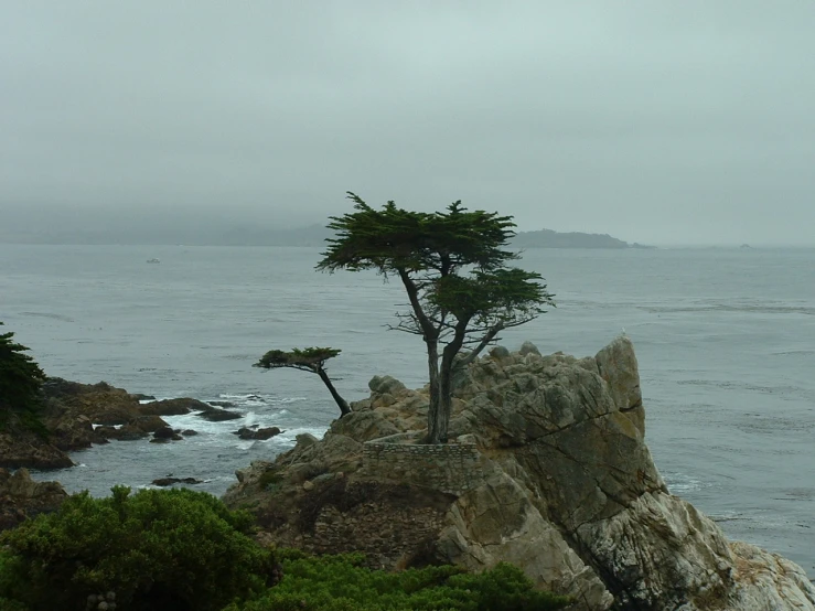 trees growing out of the rocks on a coast