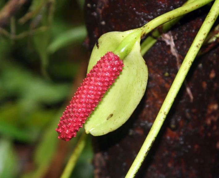 a pink flower with a bud attached to it's stalk