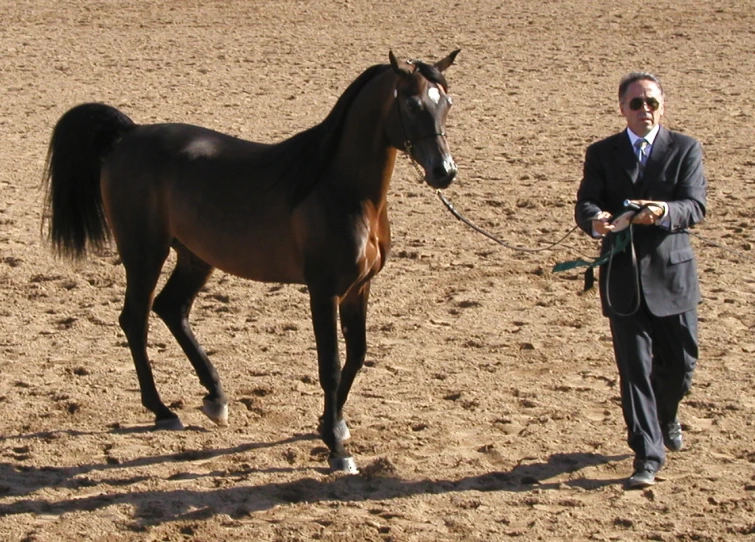 a man in business attire walking a dark brown horse