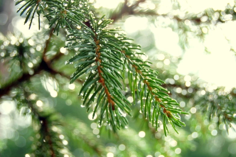 pine nch on a sunny day with water droplets on it