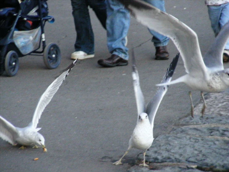 a group of birds walking across a sidewalk