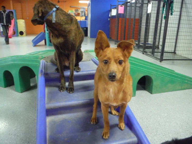 two dogs sit in a play center with a ramp and a slide