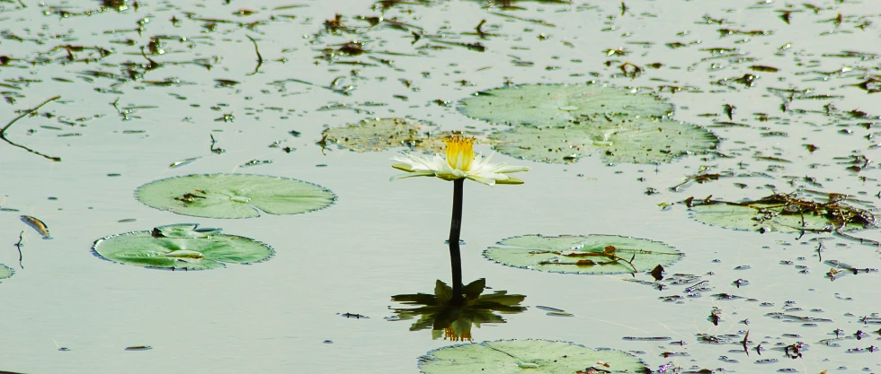 the white lily on top of some water lilies in a pool