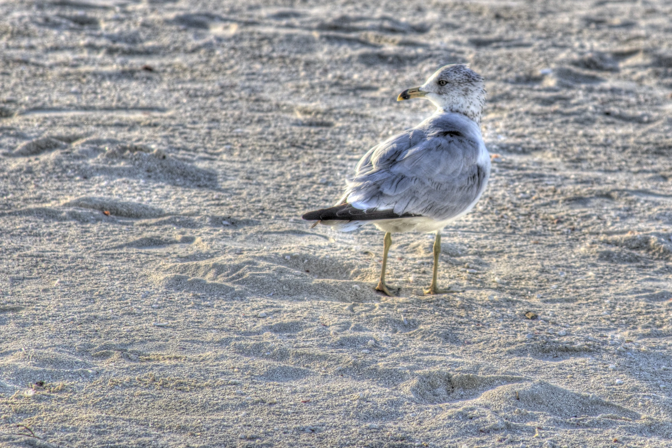 a bird is standing in the sand on the beach