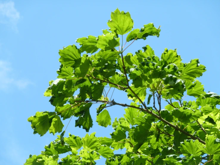 a view of the top nches and leaves of an oak tree