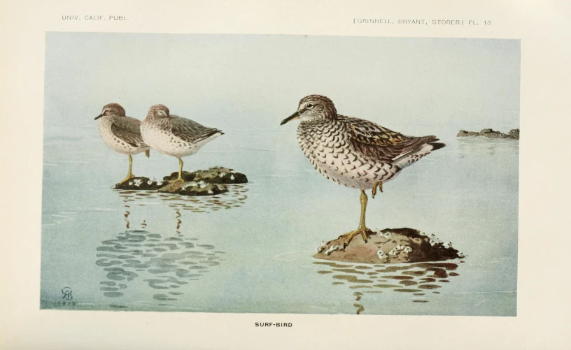 three small birds are standing near a lake