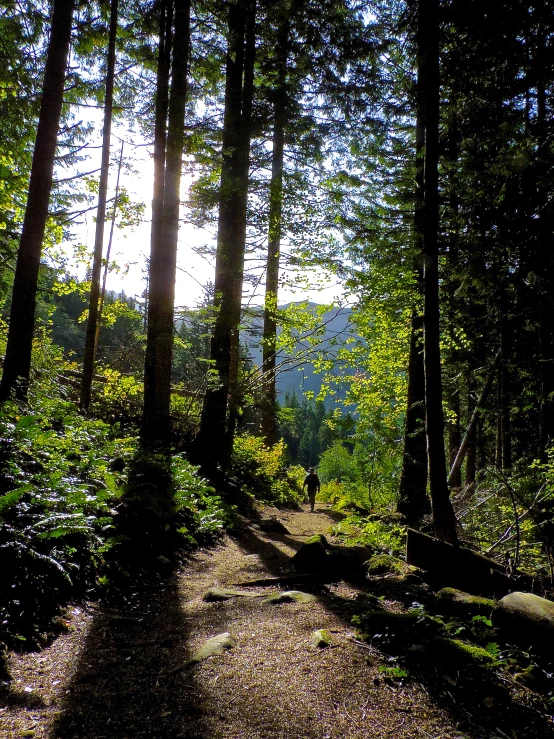 the trail is surrounded by many trees with one person walking down it