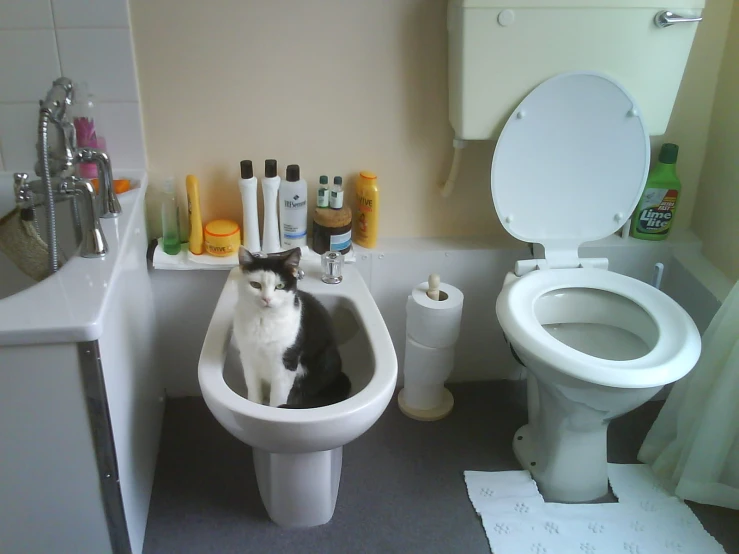 a cat sitting in a round sink in a bathroom