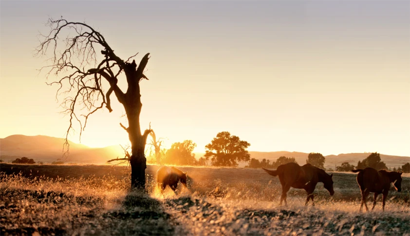 the sunset is glowing brightly behind the herd of horses