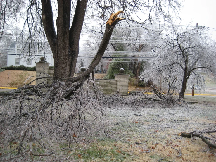 a tree that has fallen over in a field