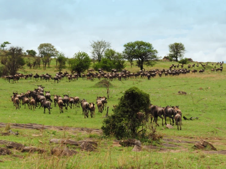 many animals are roaming through an open green field