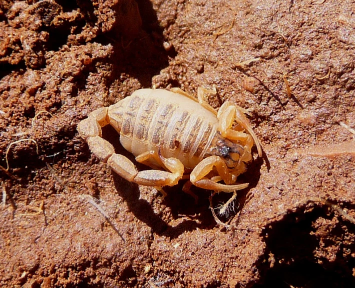 an adult scorpion is walking through the dirt