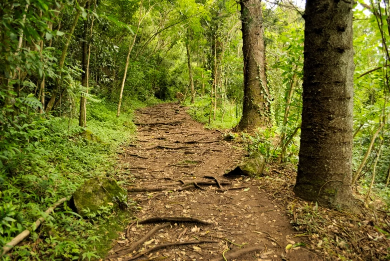an unpaved path is overgrown with thicket and trees