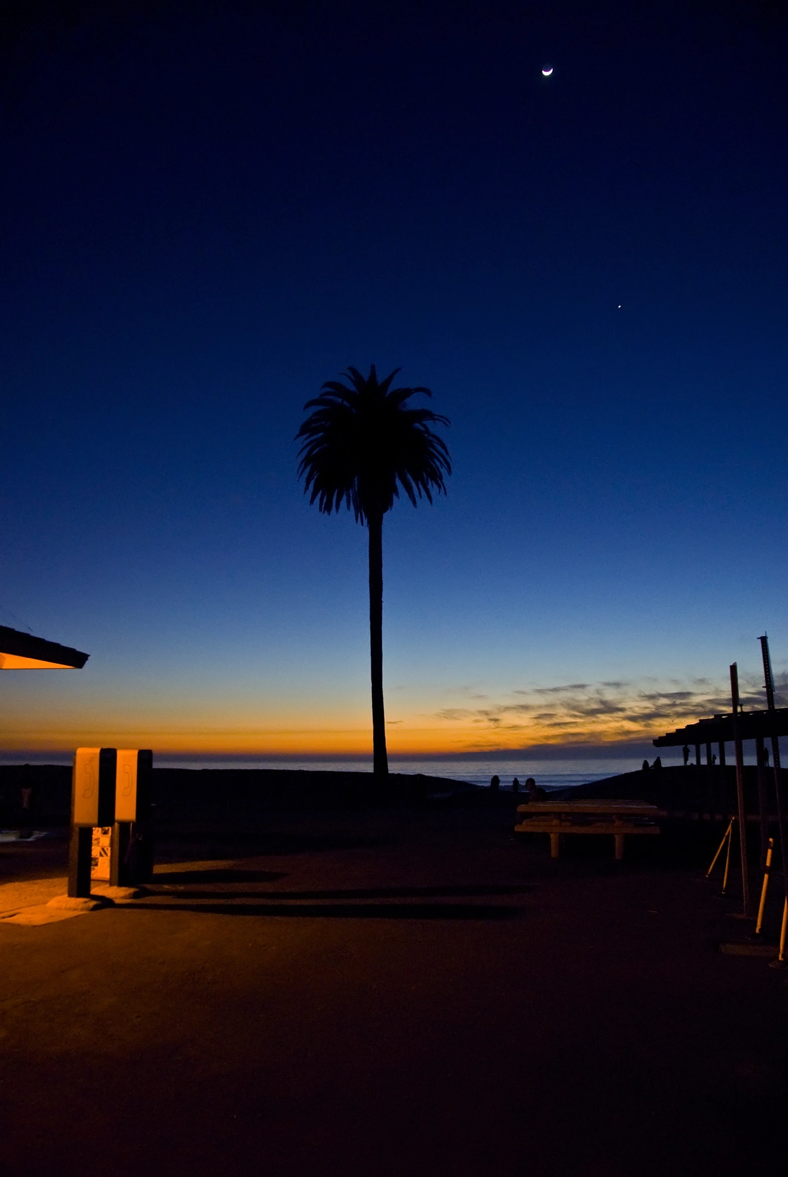 silhouette of palm tree against the sky at night with moon