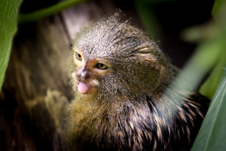 a monkey sticks its tongue out as if it were just coming out of the tree