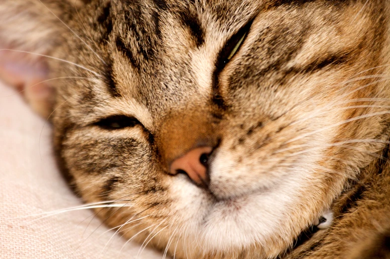 a cat has its eyes open and is sleeping