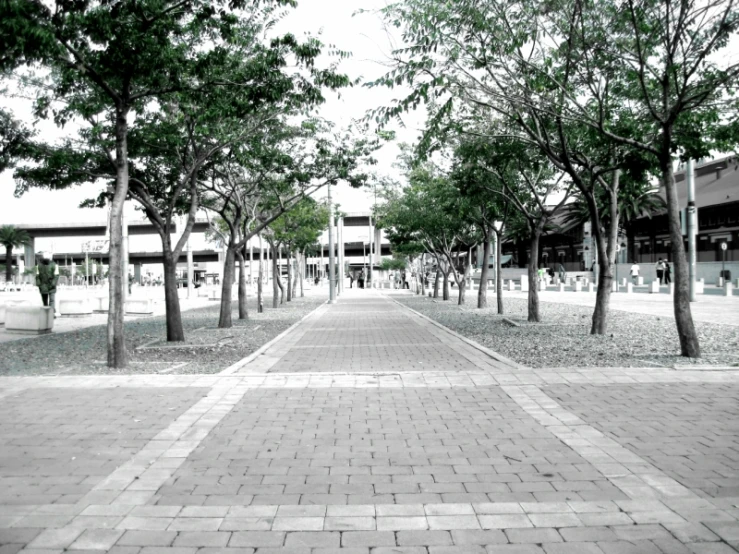 an image of a tree lined path going down the street