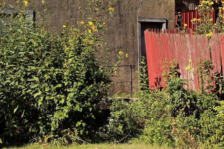 the old barn is overgrown with weeds and a fence