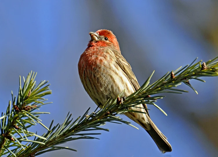 a small bird perched on top of a pine nch