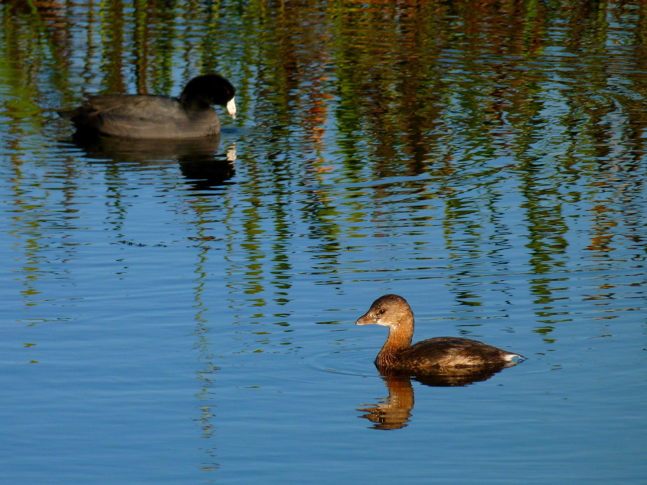 two ducks that are swimming in the water