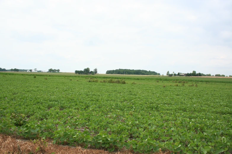 a grassy field that has vegetation growing out of it