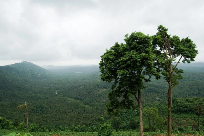 two trees are standing by the edge of a slope