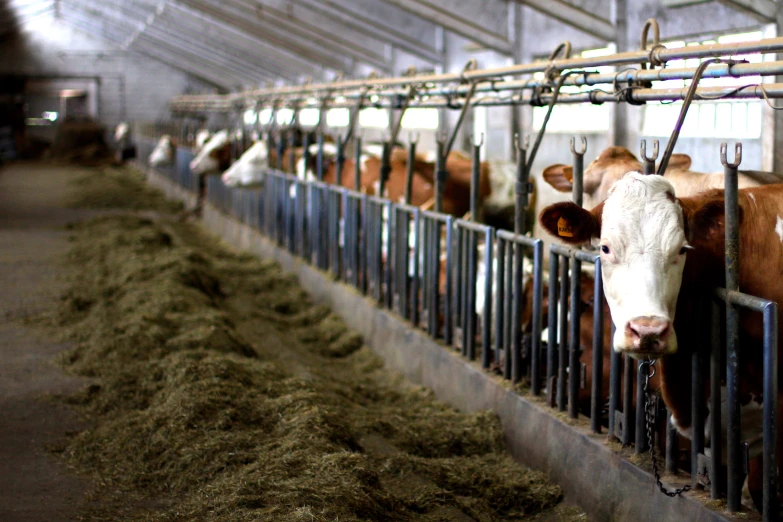 cattle in cages eating feed out of the stalls